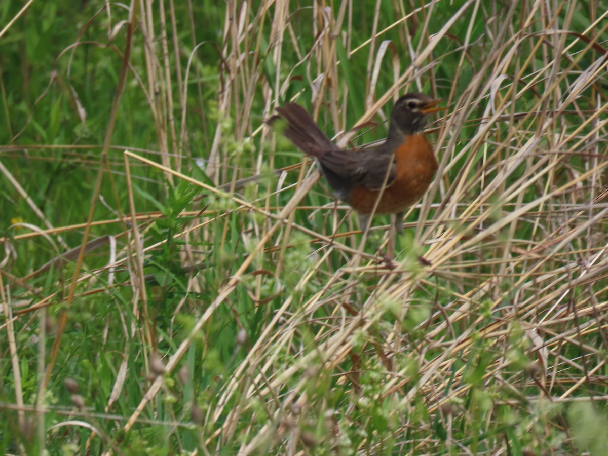 American Robin - John Gaglione