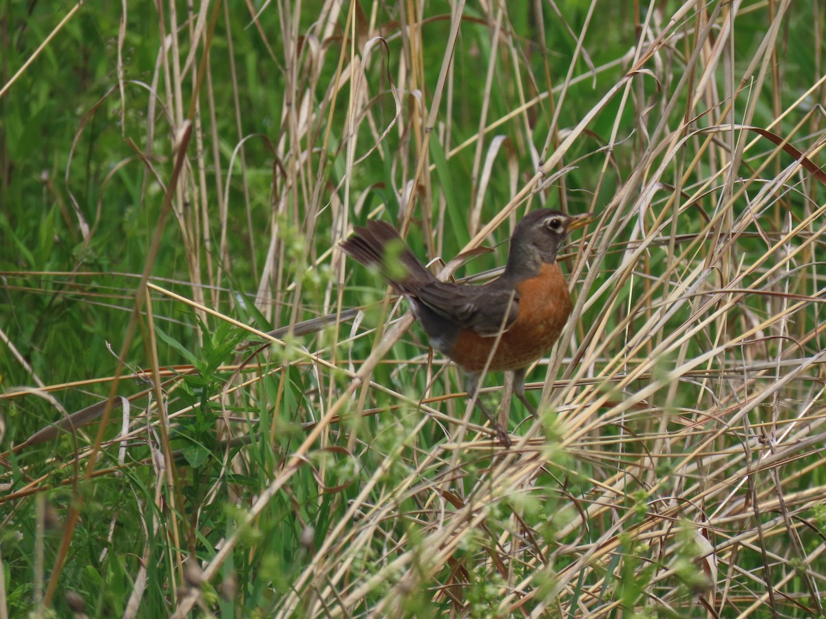 American Robin - John Gaglione