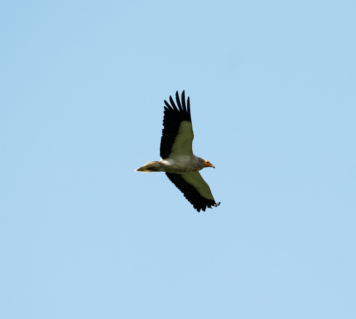 Egyptian Vulture - David Darrell-Lambert