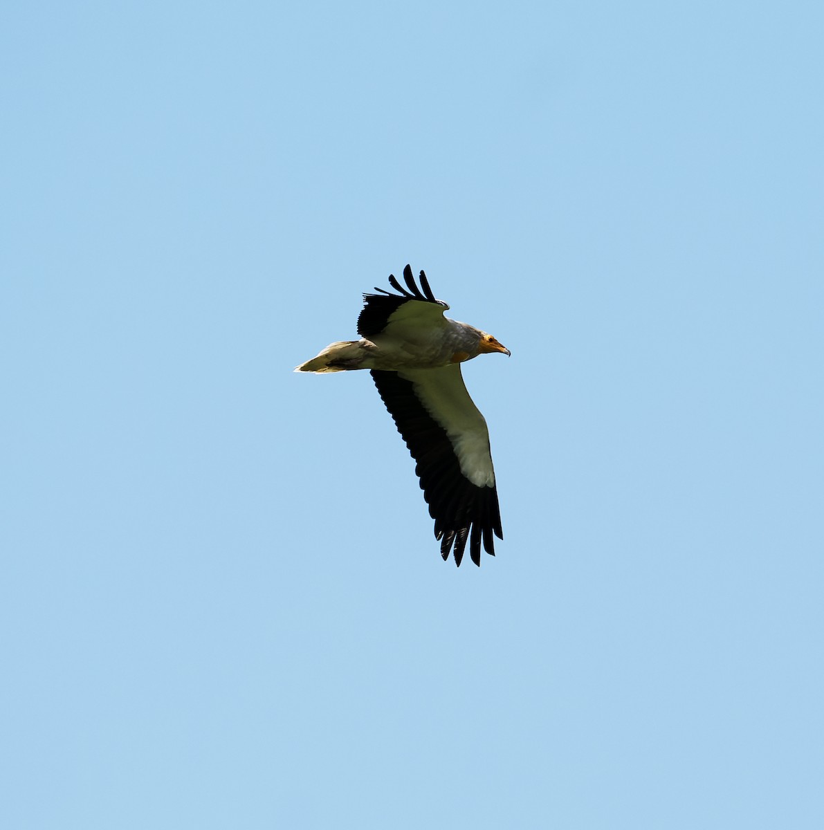 Egyptian Vulture - David Darrell-Lambert