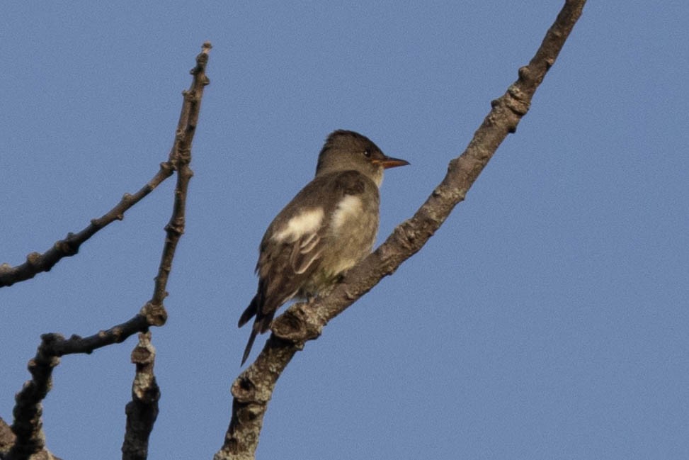 Olive-sided Flycatcher - Mike Affinito