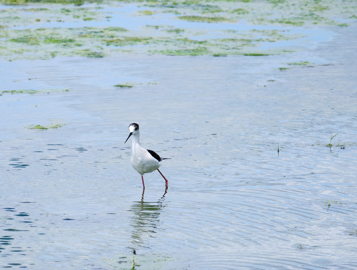 Black-winged Stilt - Andrés De la Cámara