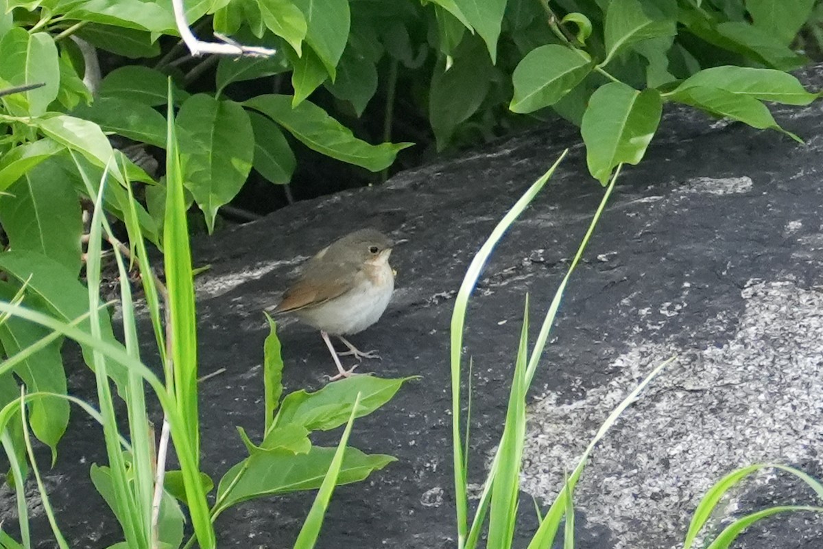 Siberian Blue Robin - ML619614595