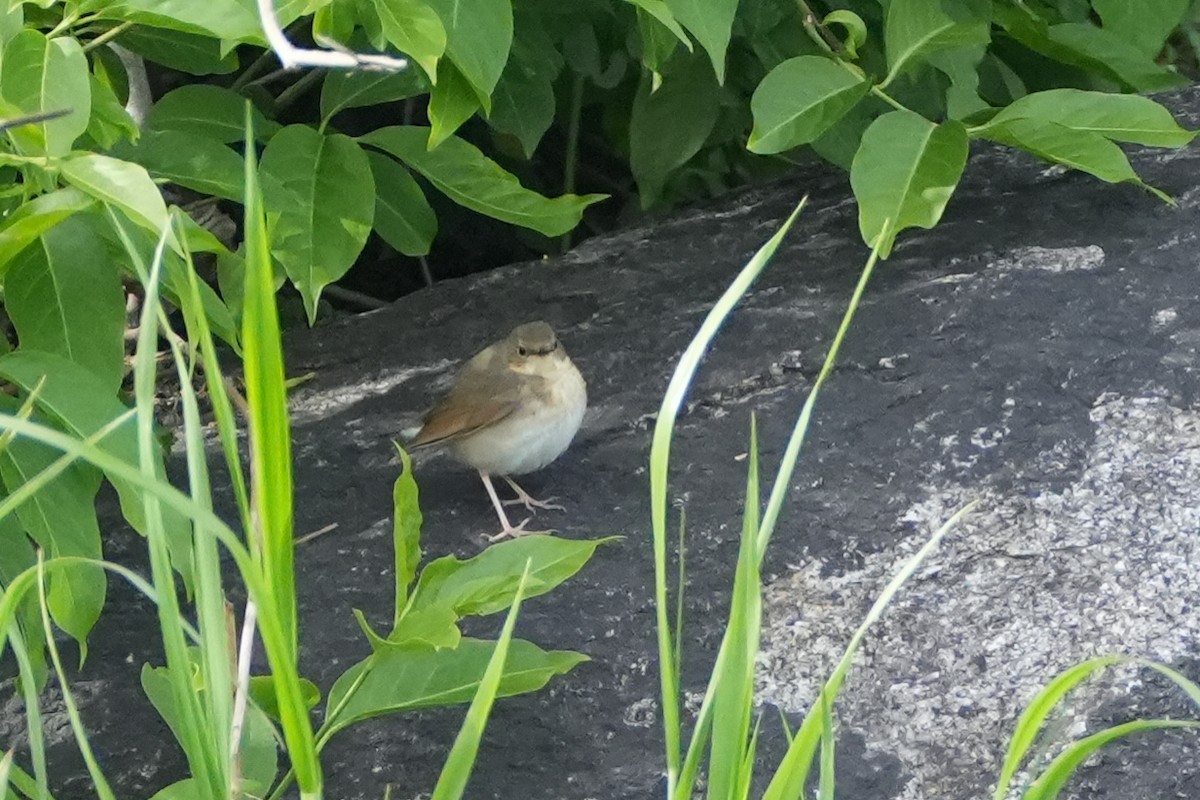 Siberian Blue Robin - ML619614597