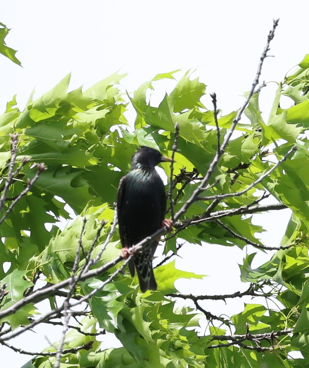 European Starling - Marie Provost