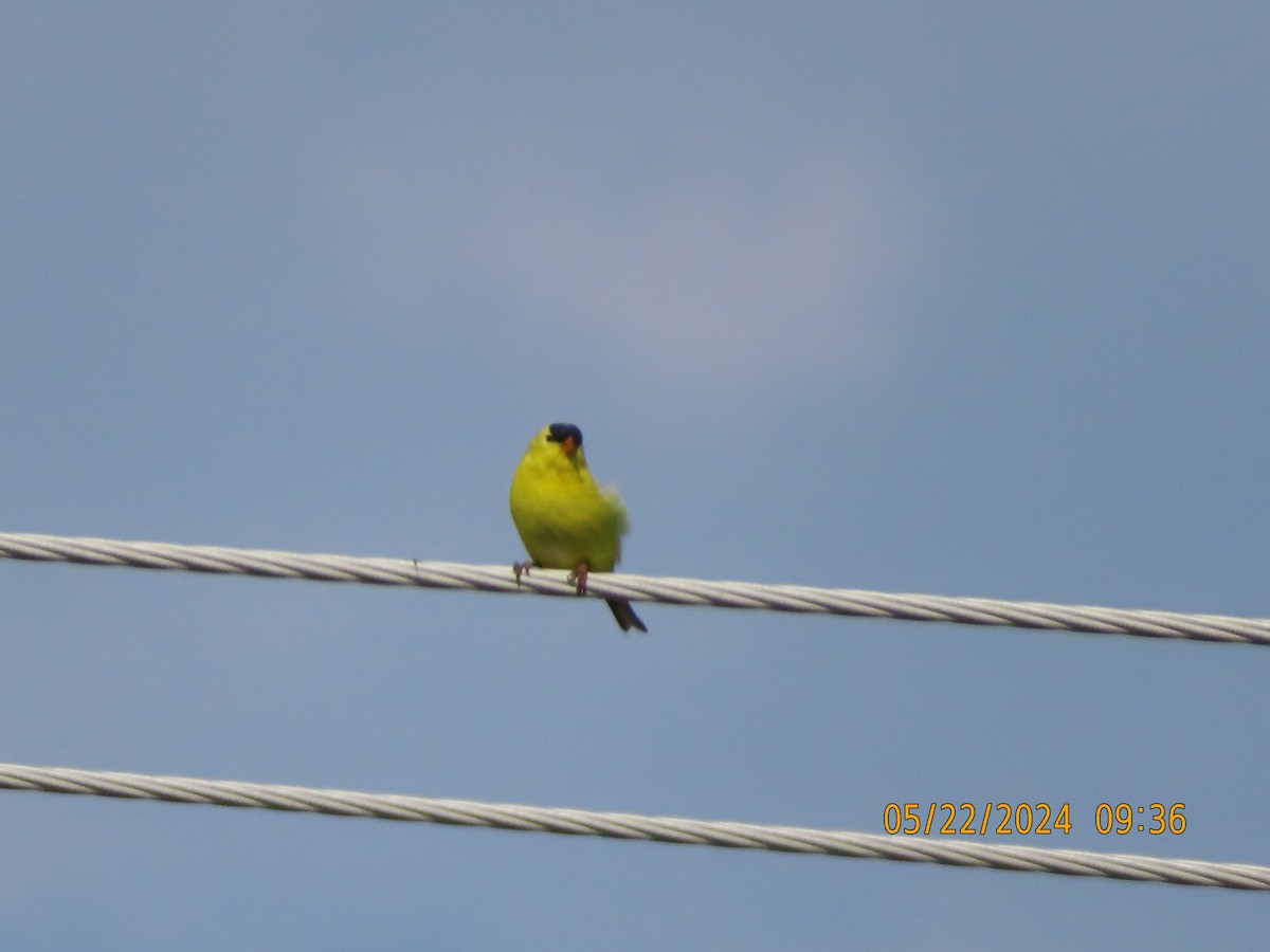 American Goldfinch - gabrielle jastrebski