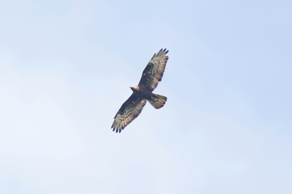 European Honey-buzzard - Marcin Sidelnik