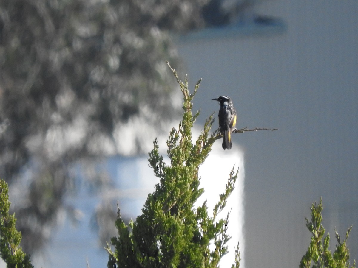 New Holland Honeyeater - Archer Callaway