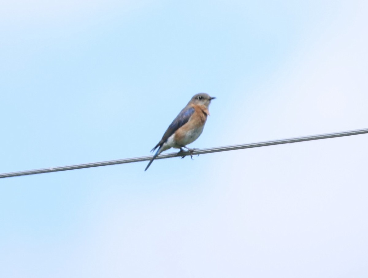 Eastern Bluebird - Marie Provost