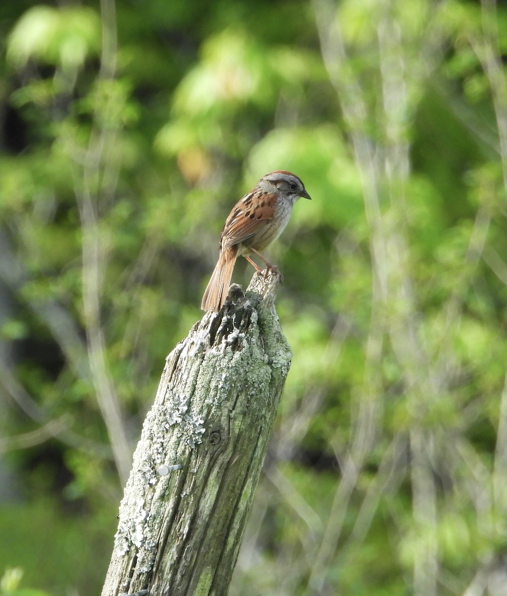 Swamp Sparrow - Stacey Huth