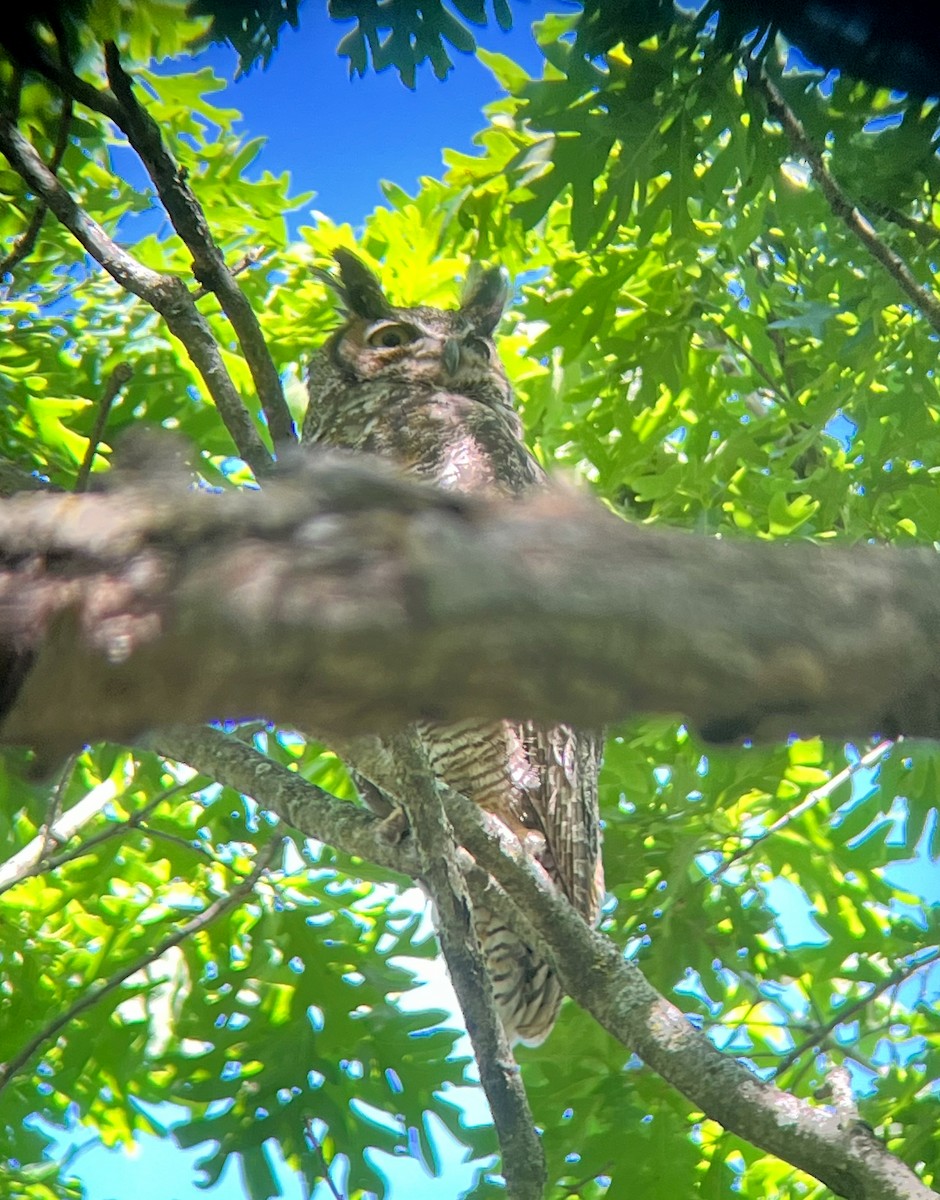 Great Horned Owl - ML619614615