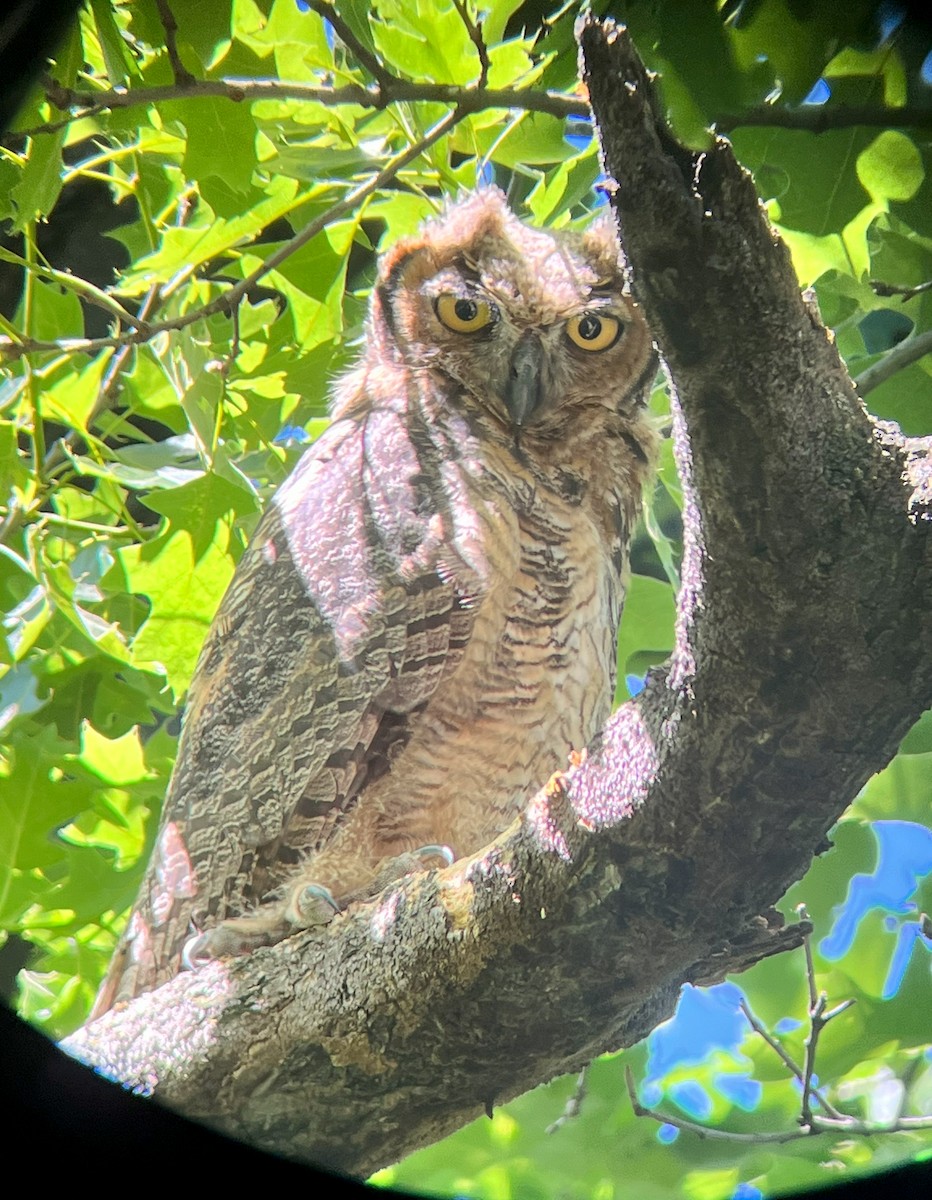 Great Horned Owl - ML619614616