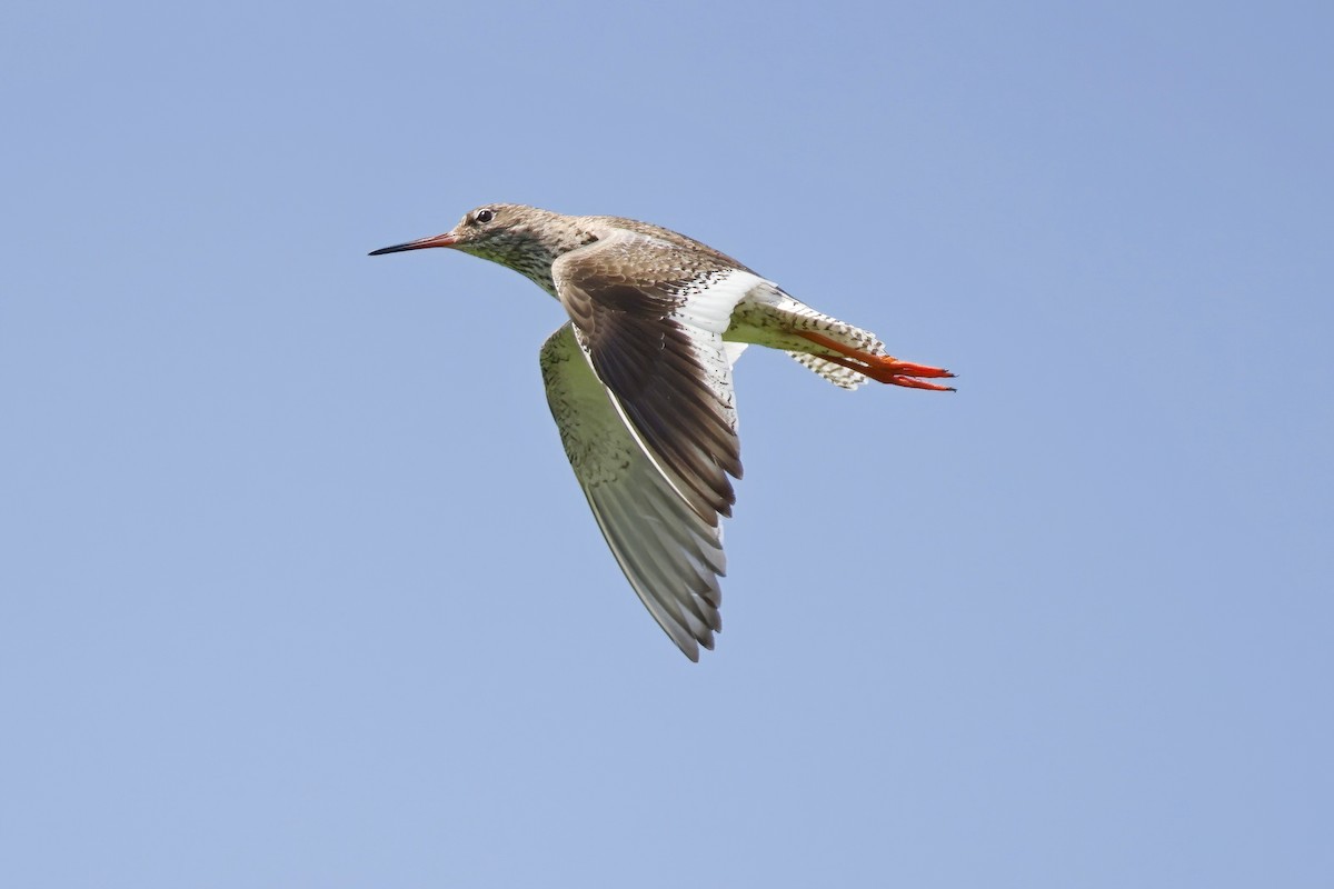 Common Redshank - Marcin Sidelnik