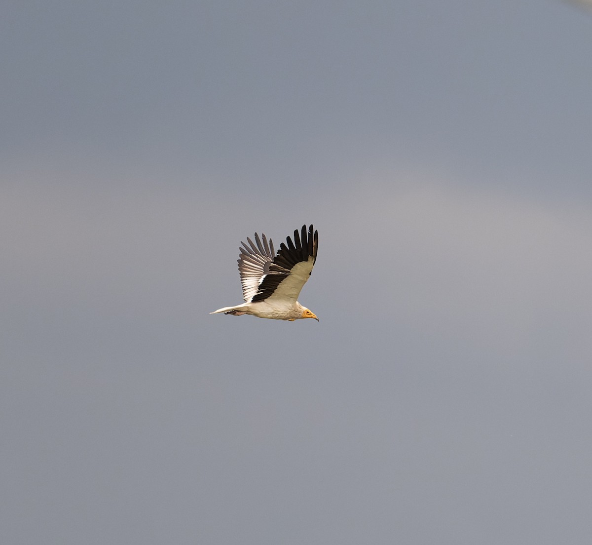 Egyptian Vulture - David Darrell-Lambert