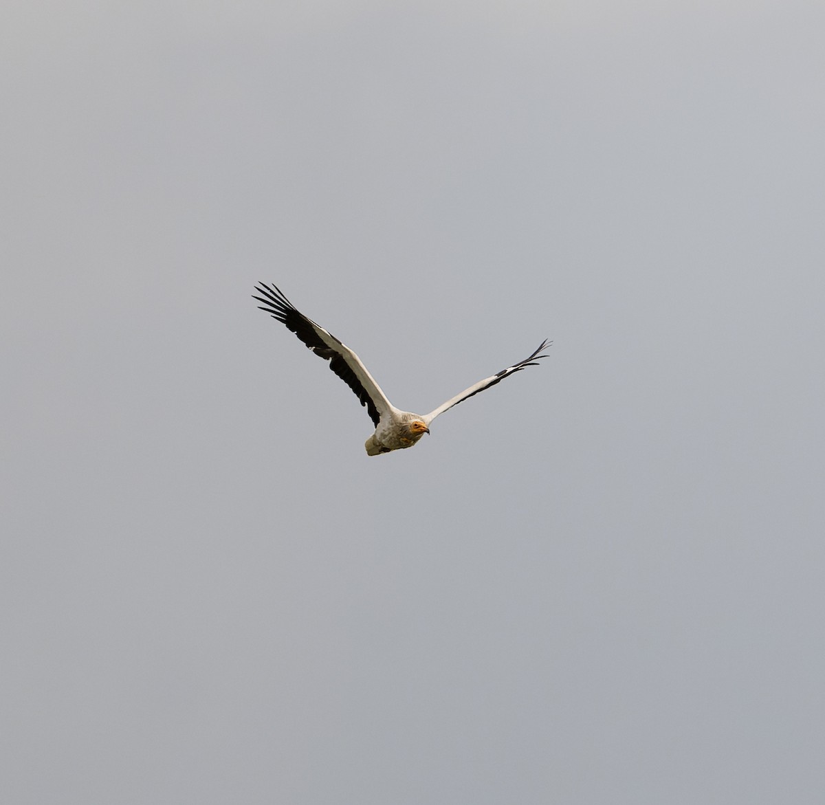 Egyptian Vulture - David Darrell-Lambert