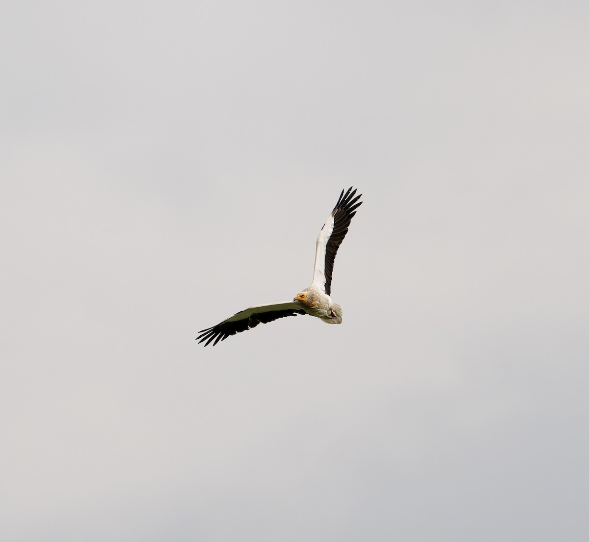 Egyptian Vulture - David Darrell-Lambert