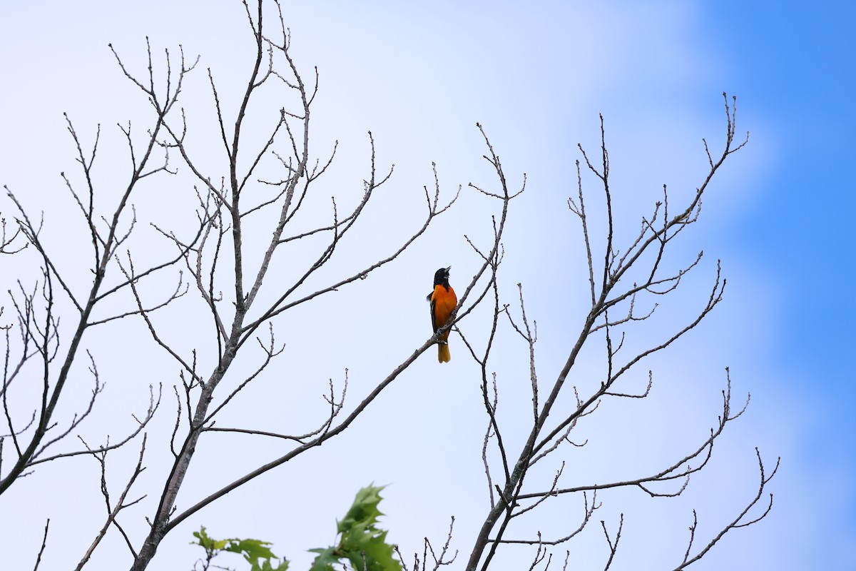 Baltimore Oriole - Marie Provost