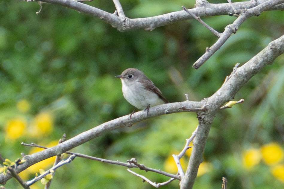 Asian Brown Flycatcher - Fran Kim