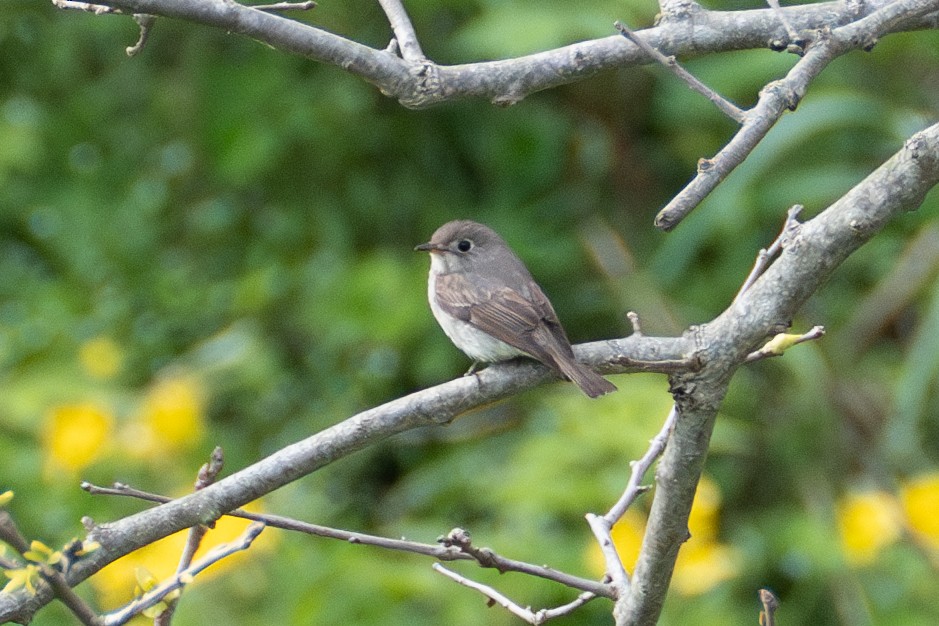 Asian Brown Flycatcher - Fran Kim