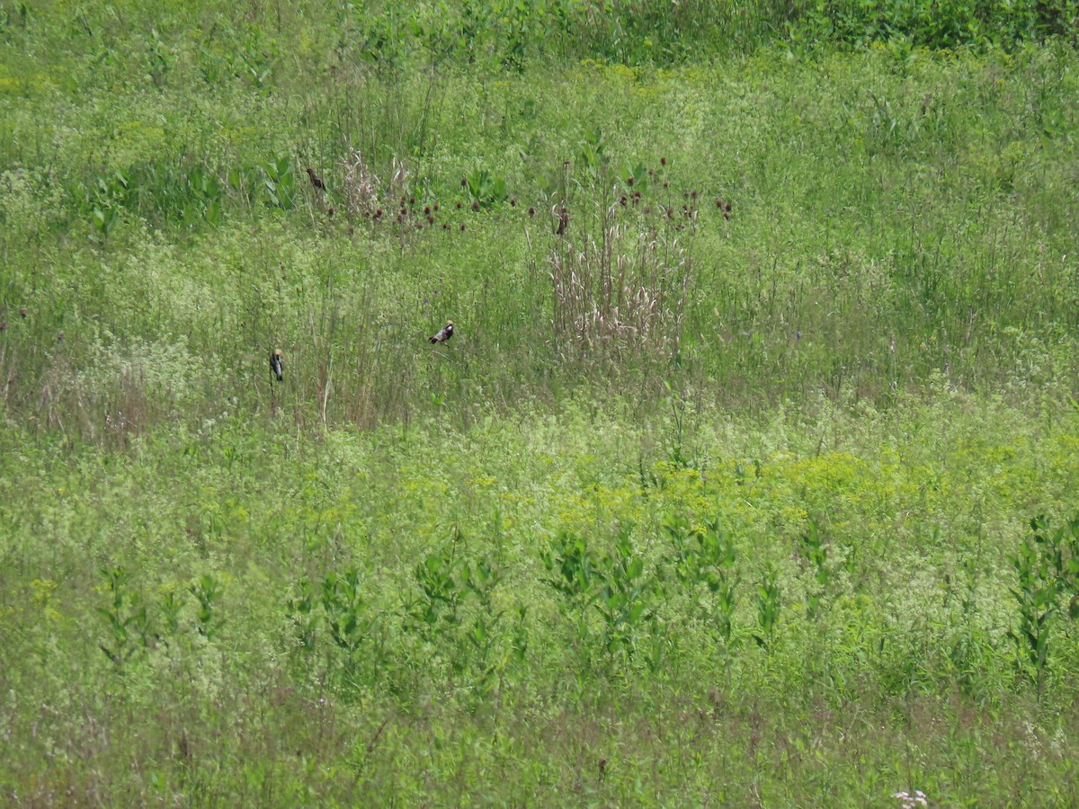 Bobolink - John Gaglione