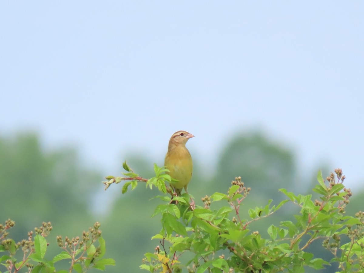 Bobolink - John Gaglione