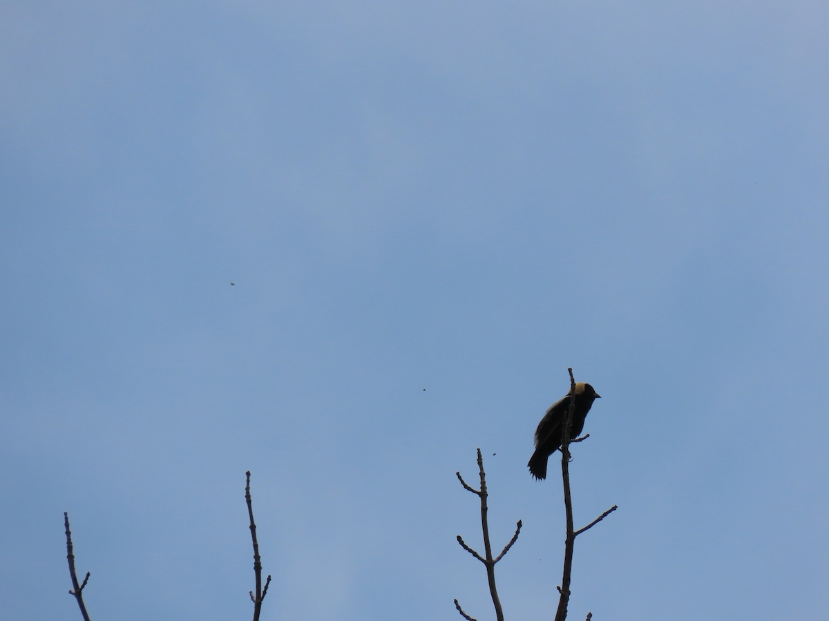 Bobolink - John Gaglione