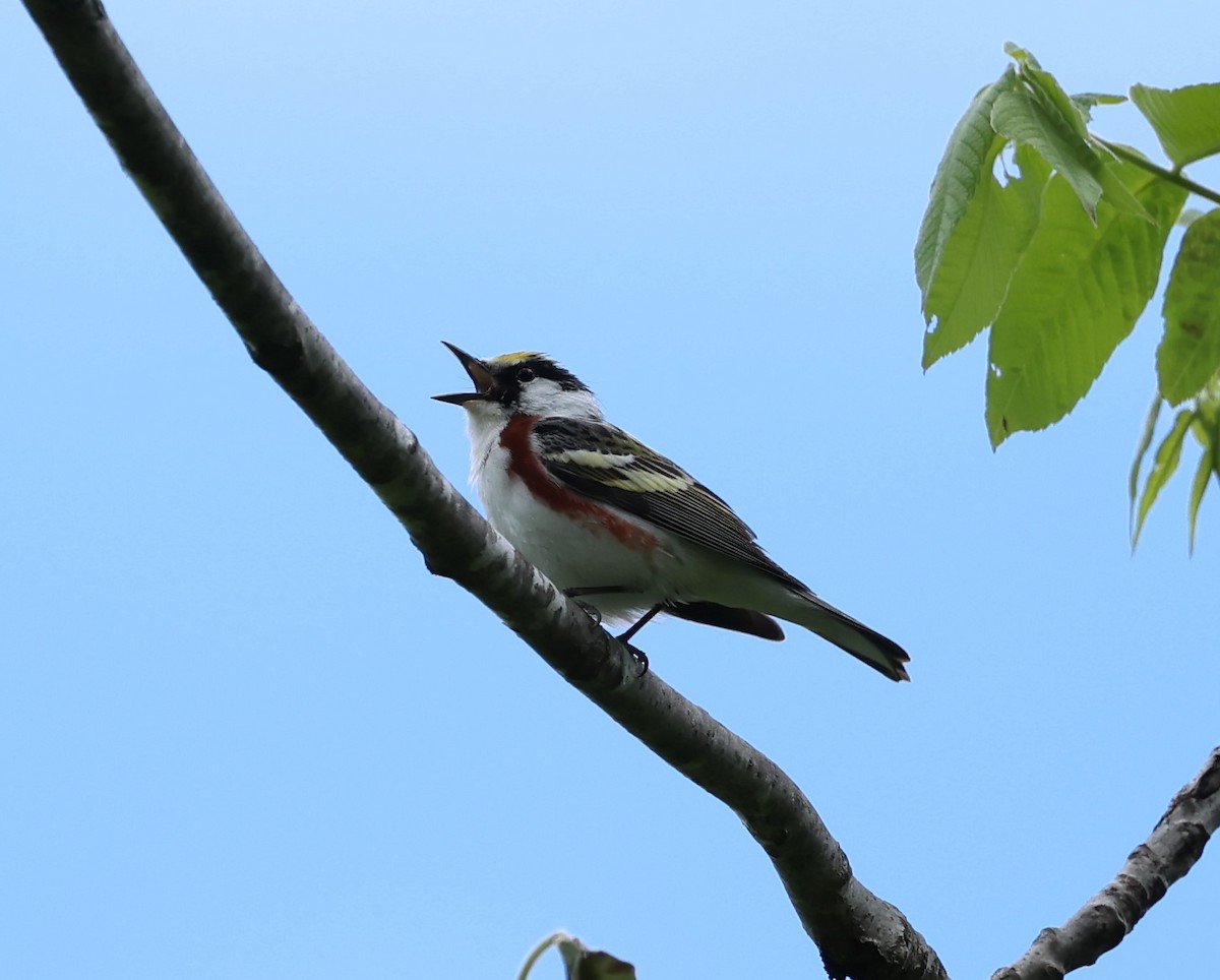 Chestnut-sided Warbler - Marie Provost