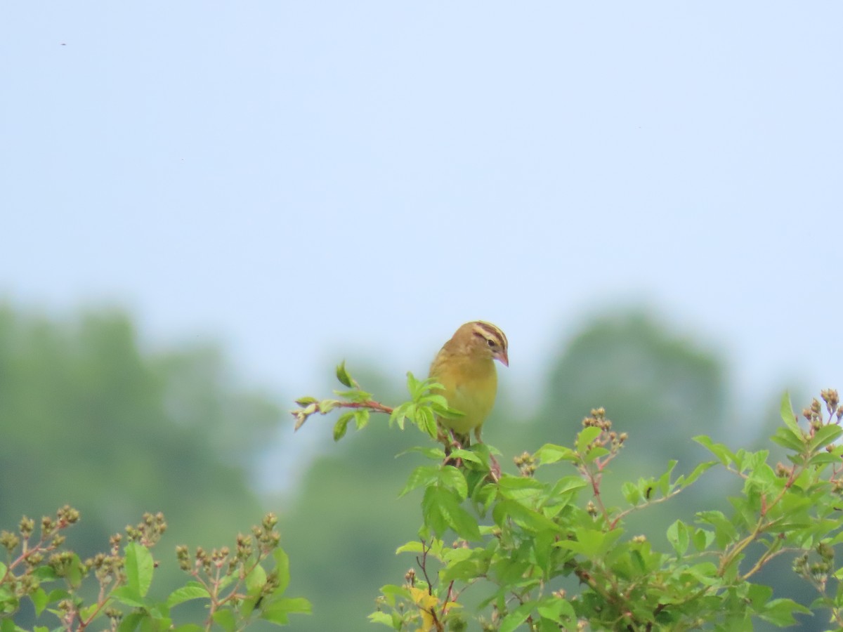 Bobolink - John Gaglione