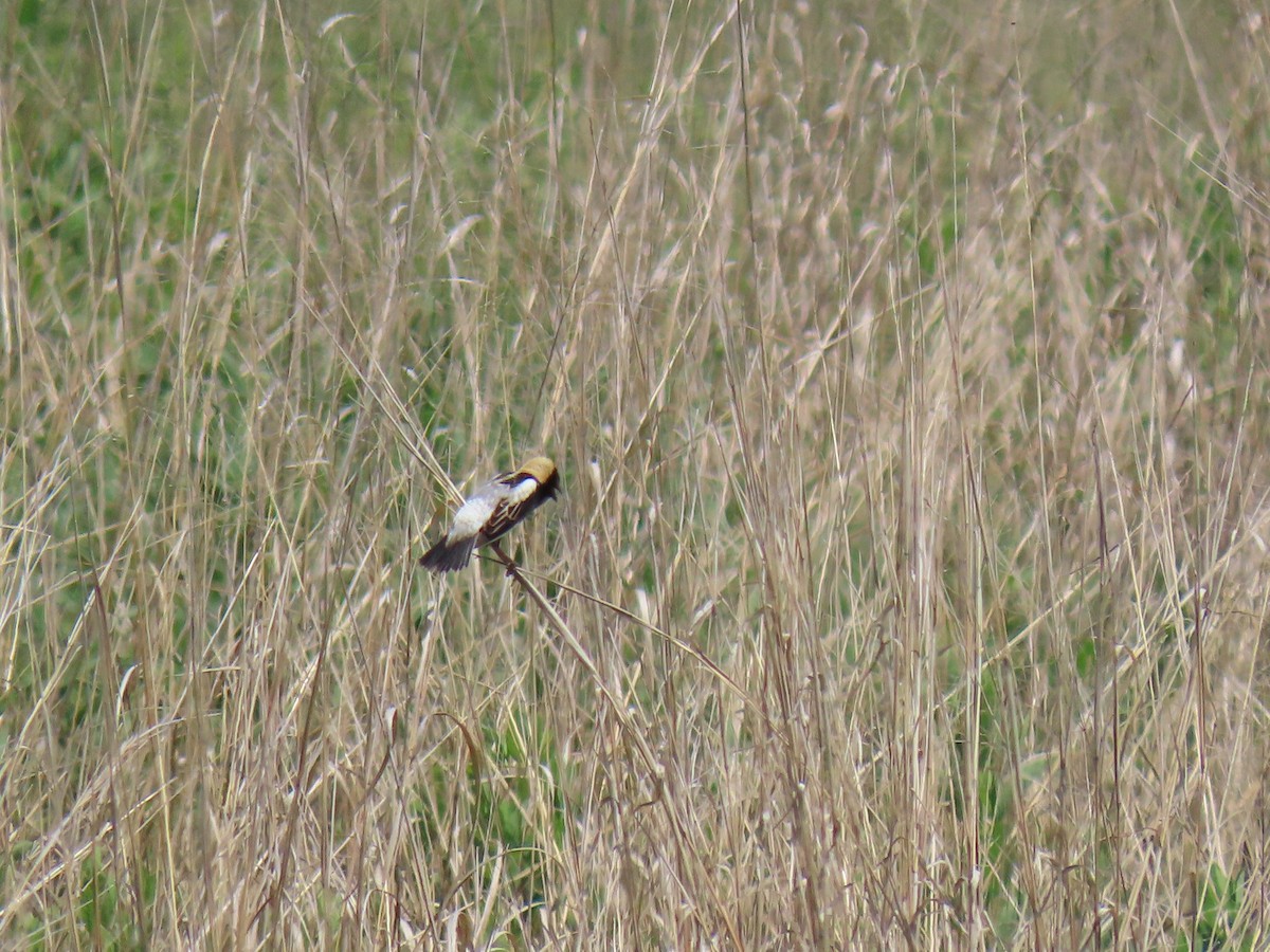 Bobolink - John Gaglione