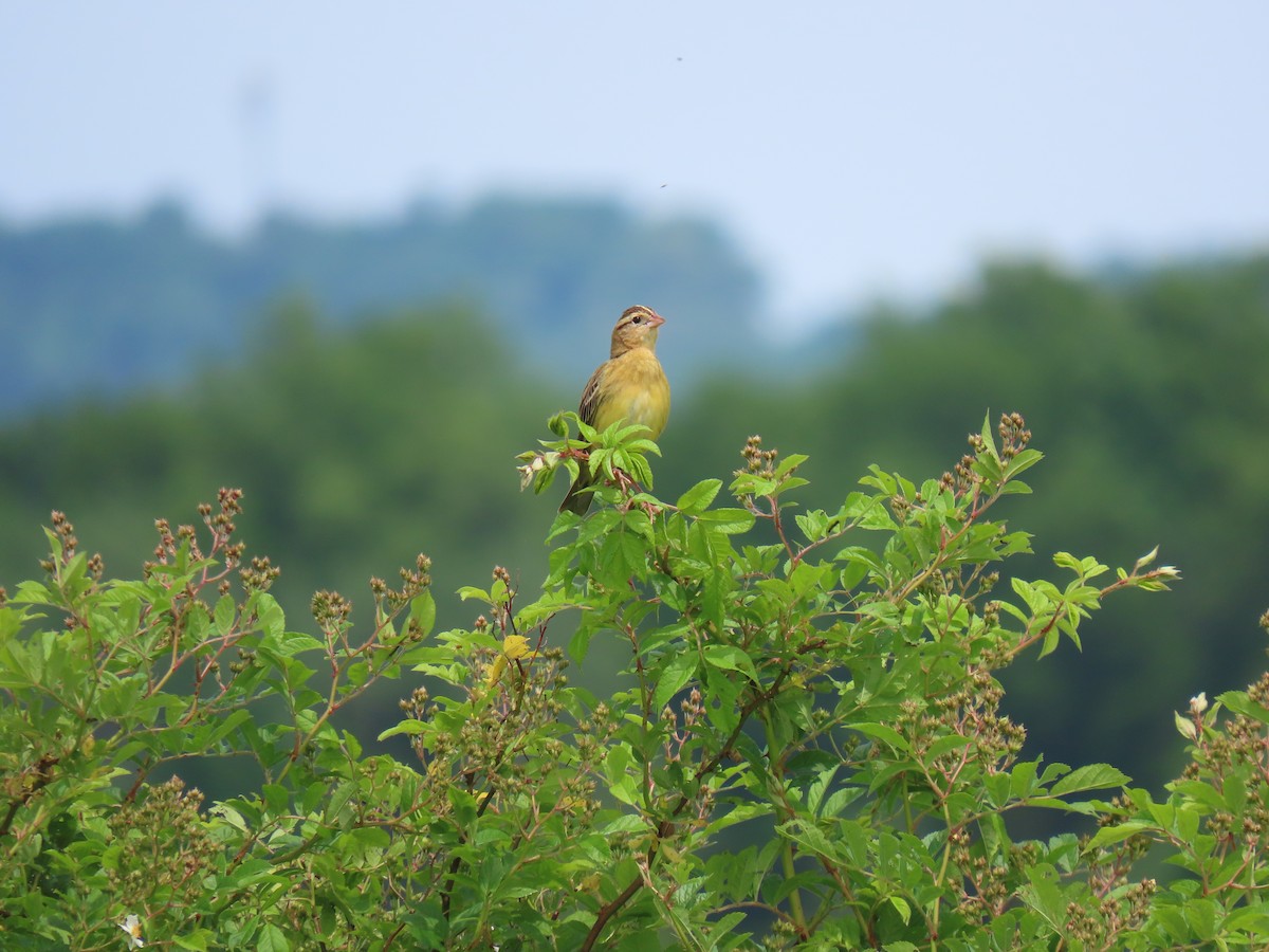 Bobolink - John Gaglione