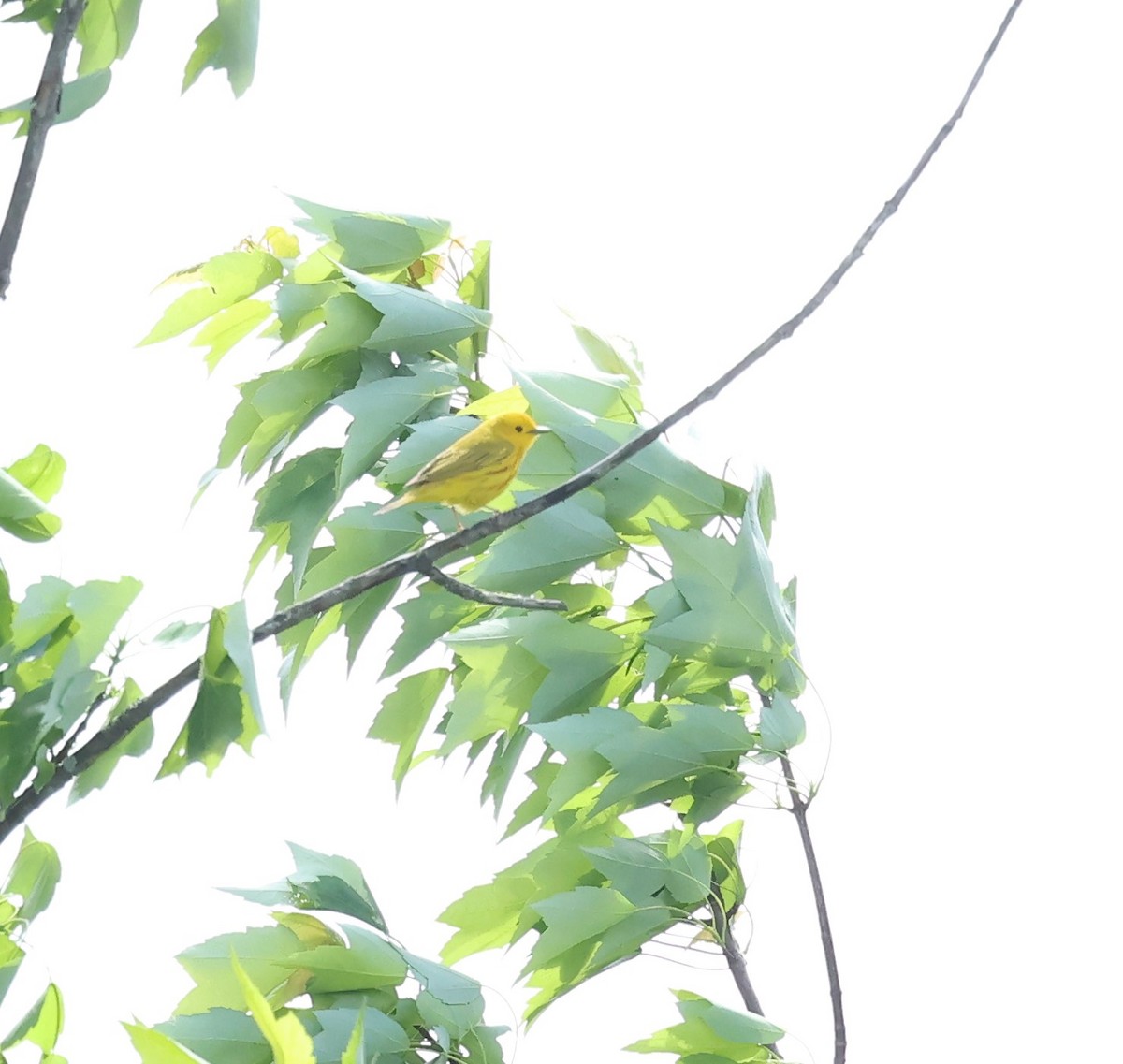 Yellow Warbler - Marie Provost