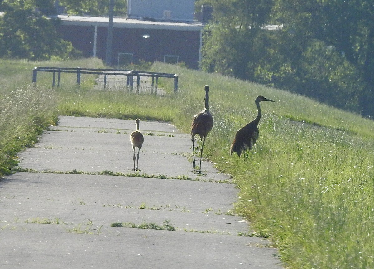 Sandhill Crane - ML619614659