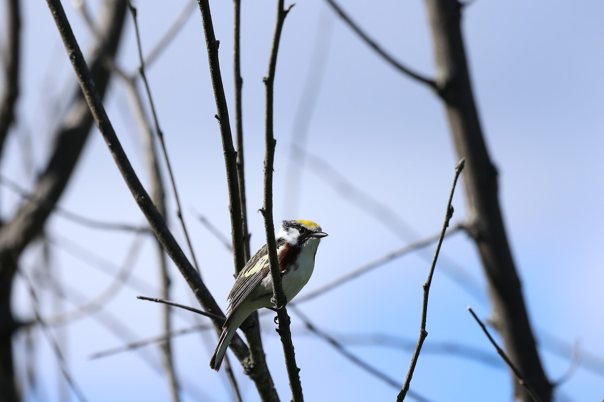 Chestnut-sided Warbler - Marie Provost