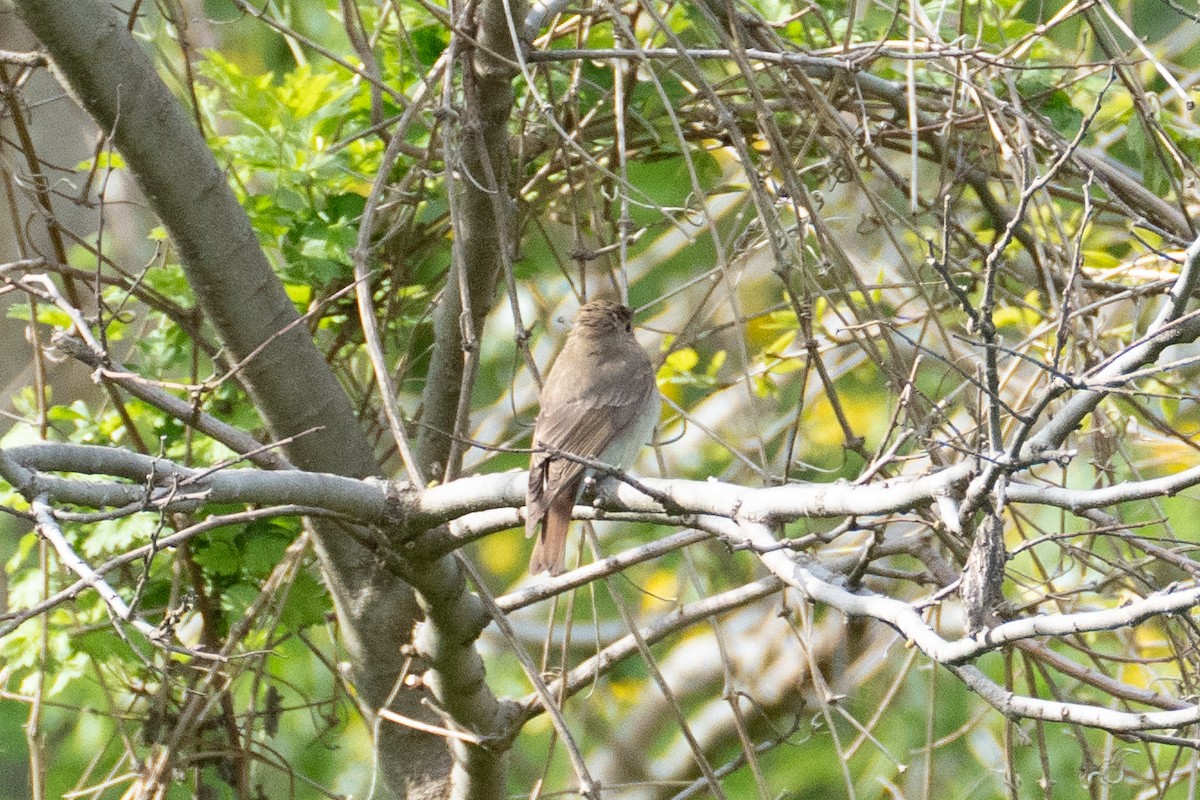 Blue-and-white Flycatcher - Fran Kim