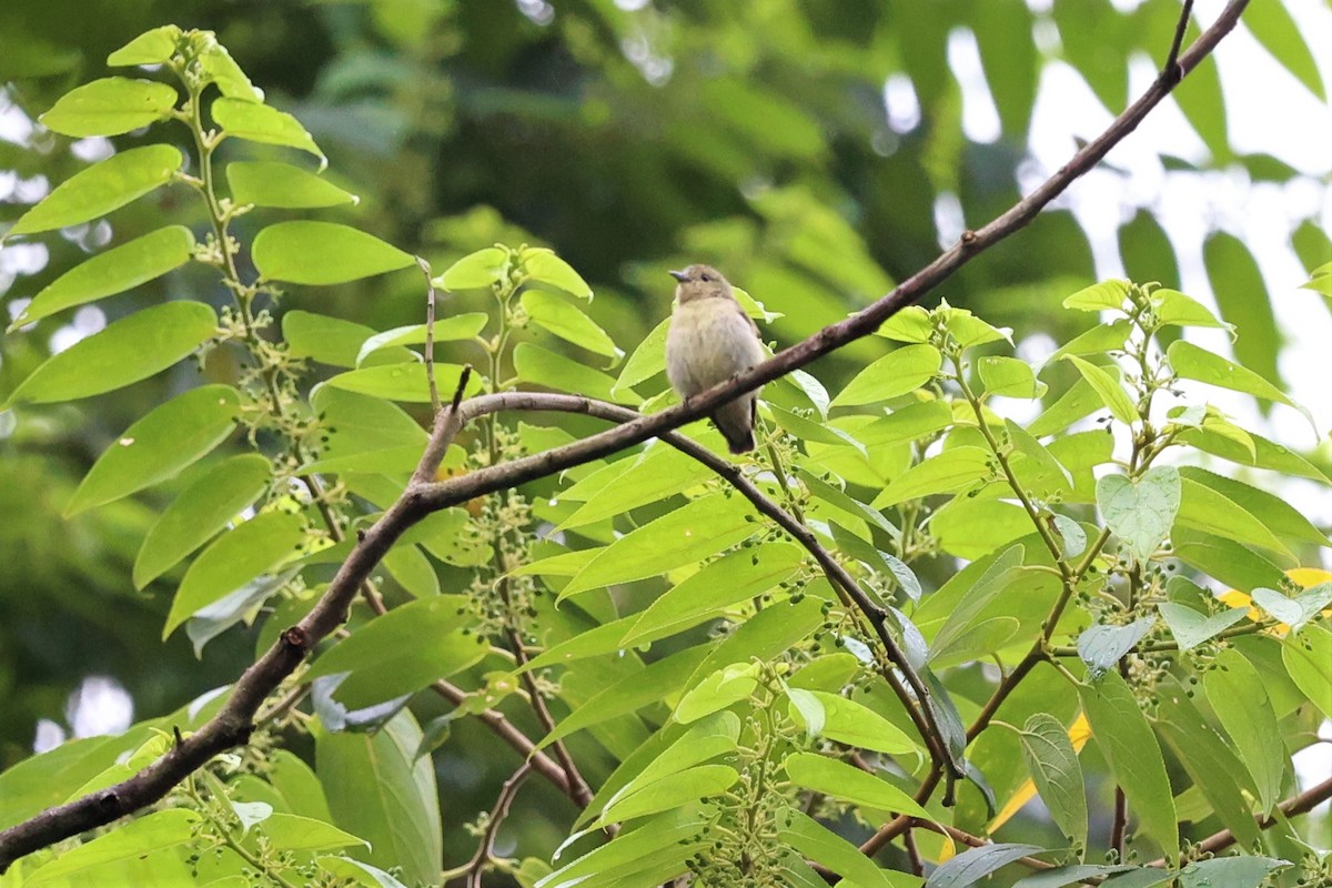 Plain Flowerpecker - ML619614663