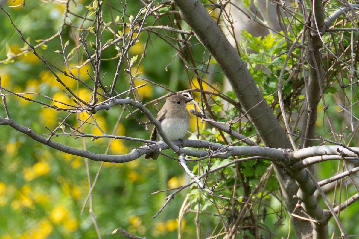 Blue-and-white Flycatcher - Fran Kim