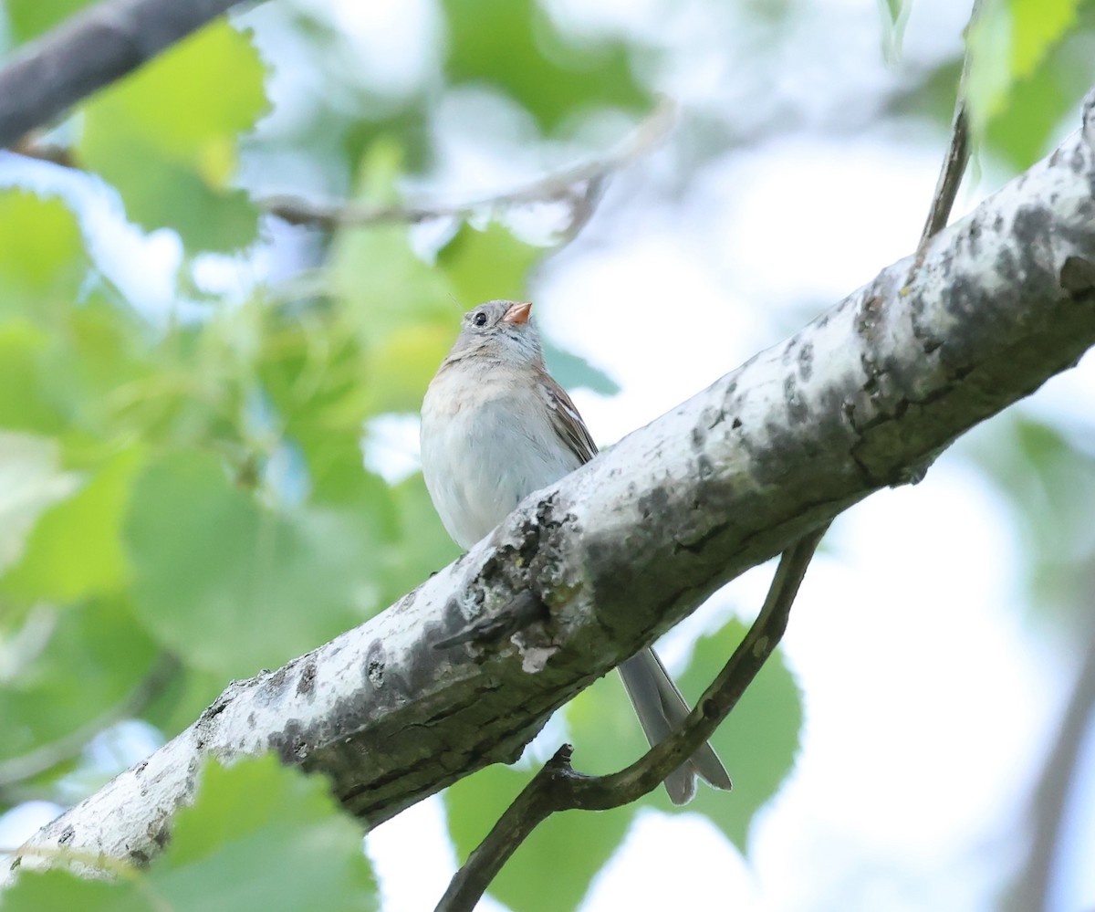 Field Sparrow - ML619614669