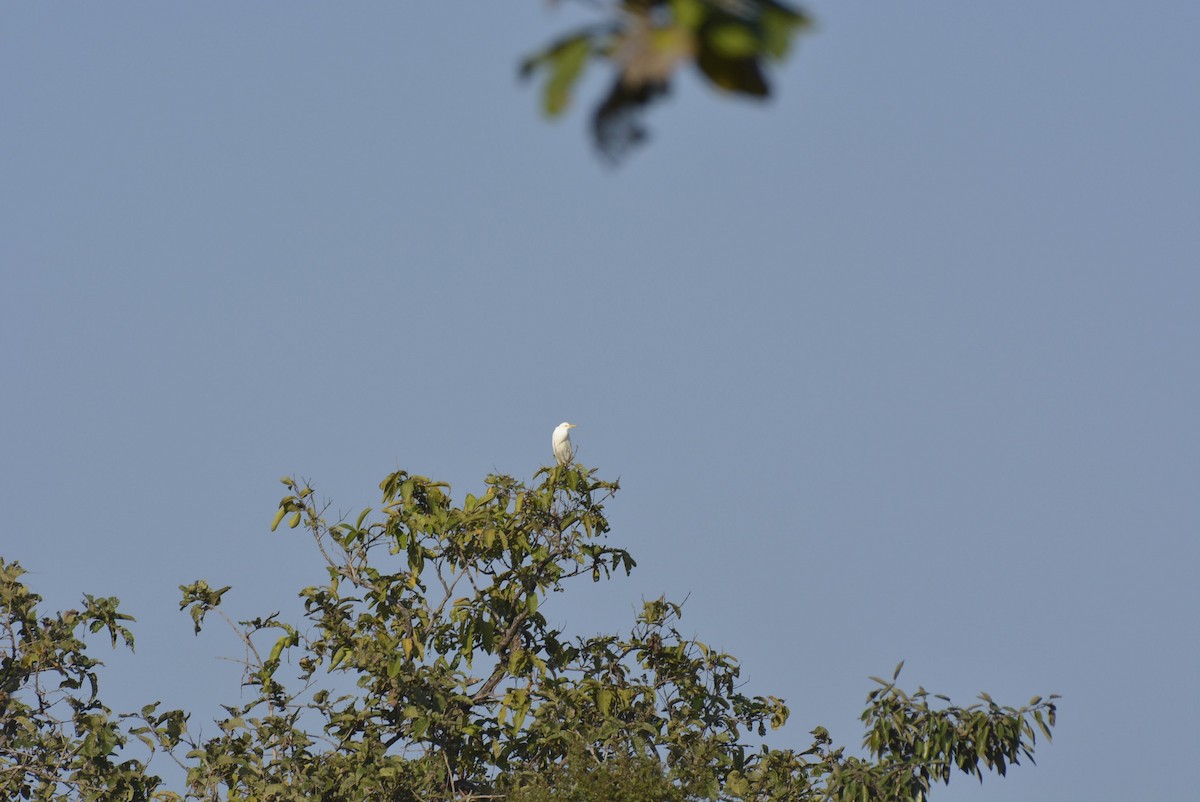 Eastern Cattle Egret - Karthik Solanki