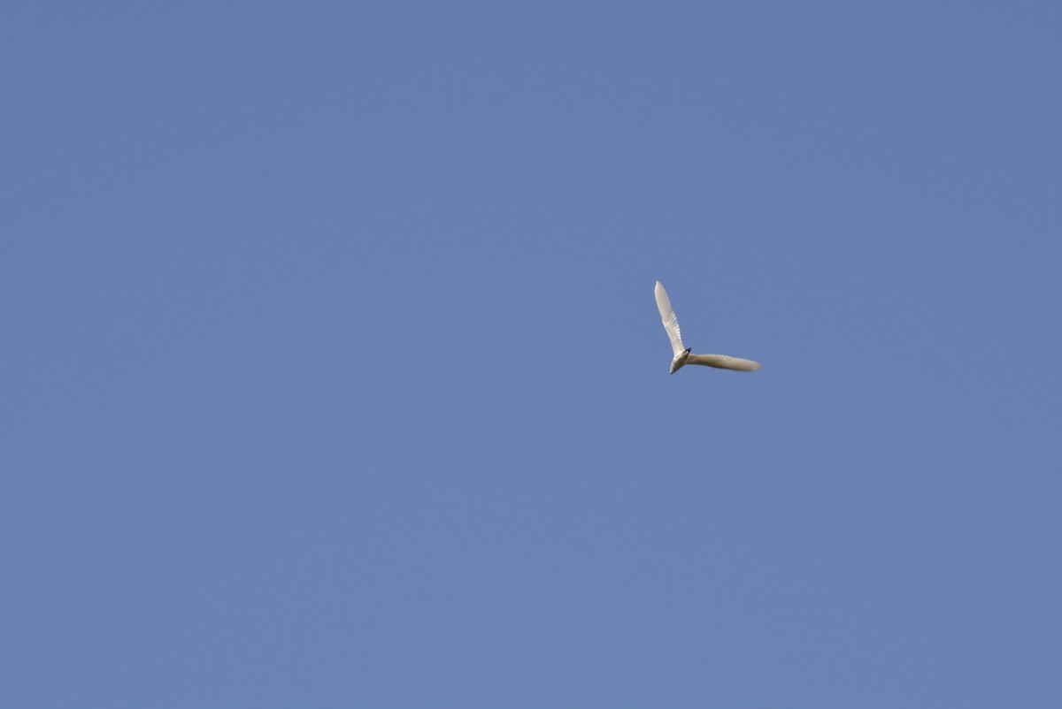 Eastern Cattle Egret - ML619614678