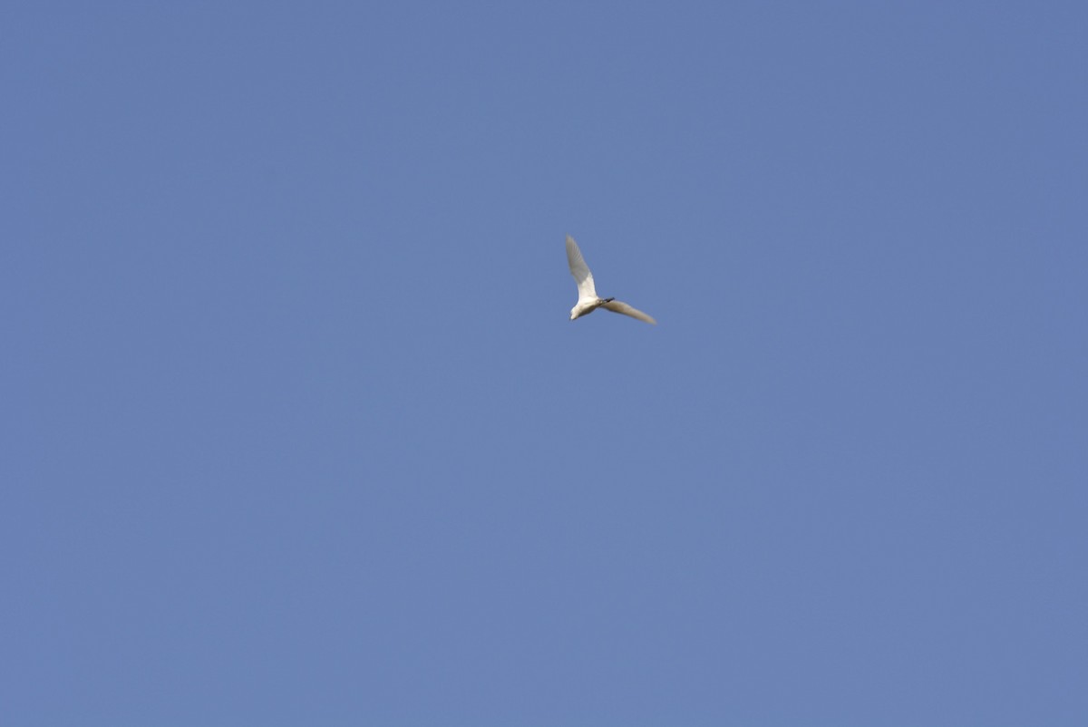 Eastern Cattle Egret - ML619614679