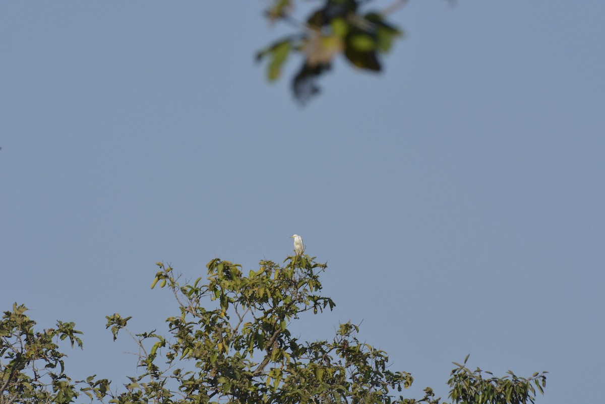 Eastern Cattle Egret - Karthik Solanki