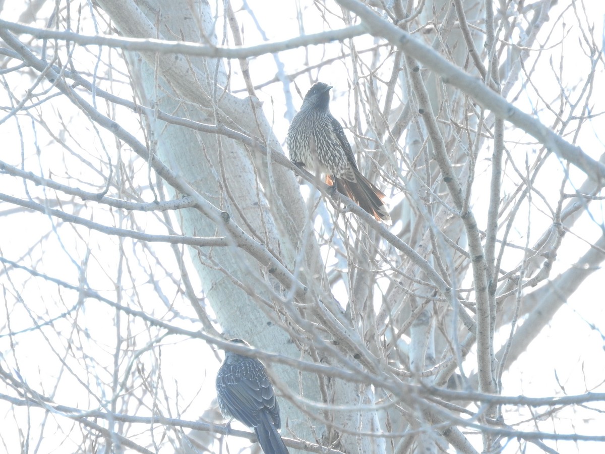 Little Wattlebird - Archer Callaway