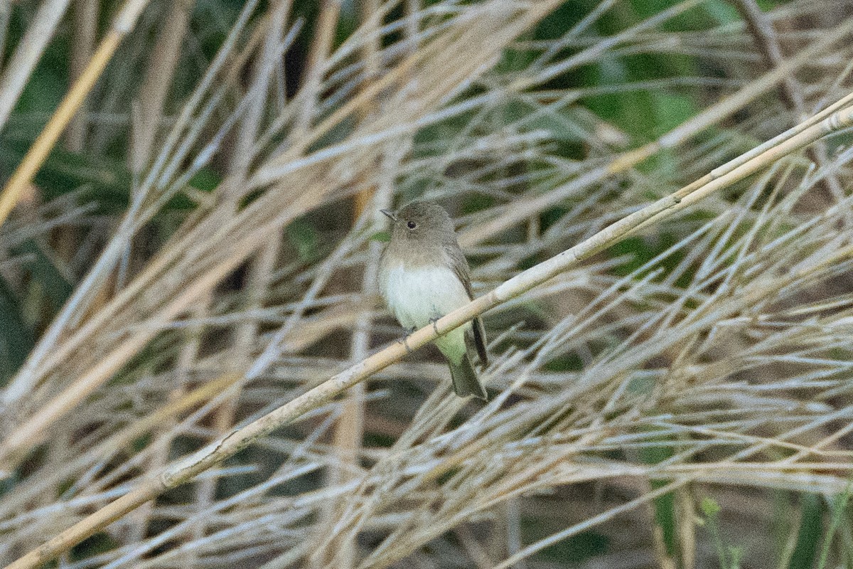 Blue-and-white Flycatcher - Fran Kim