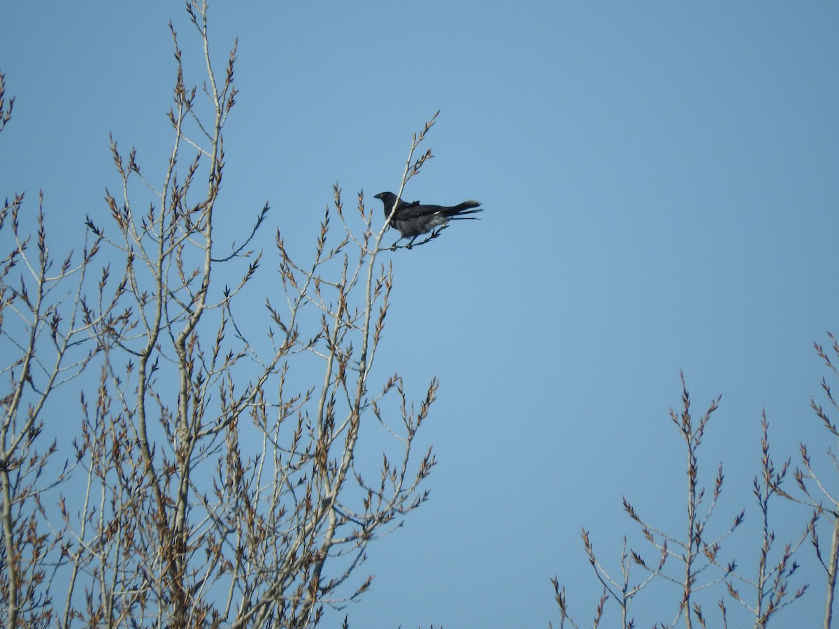 Pied Currawong - ML619614689