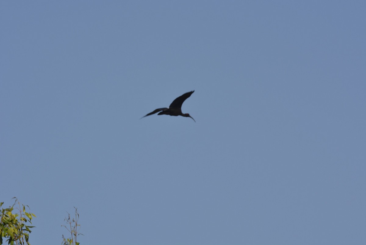 ibis sp. - ML619614695
