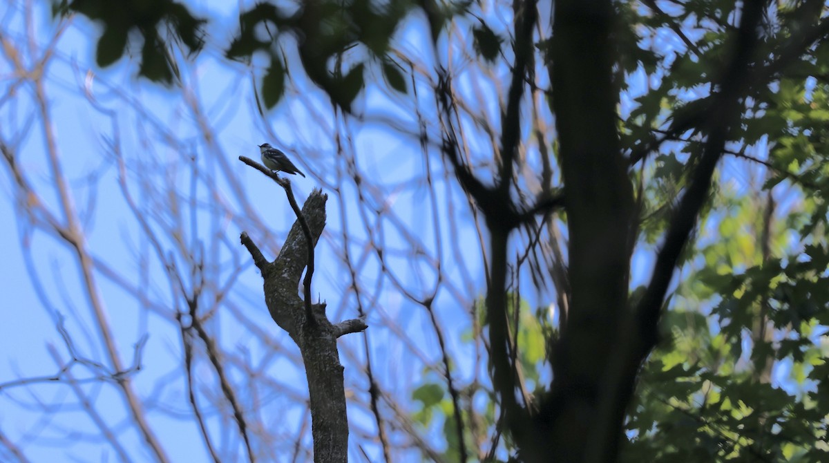 Blauwaldsänger - ML619614698