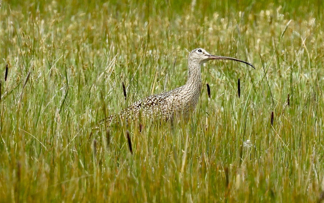 Long-billed Curlew - Richard A Rusnak