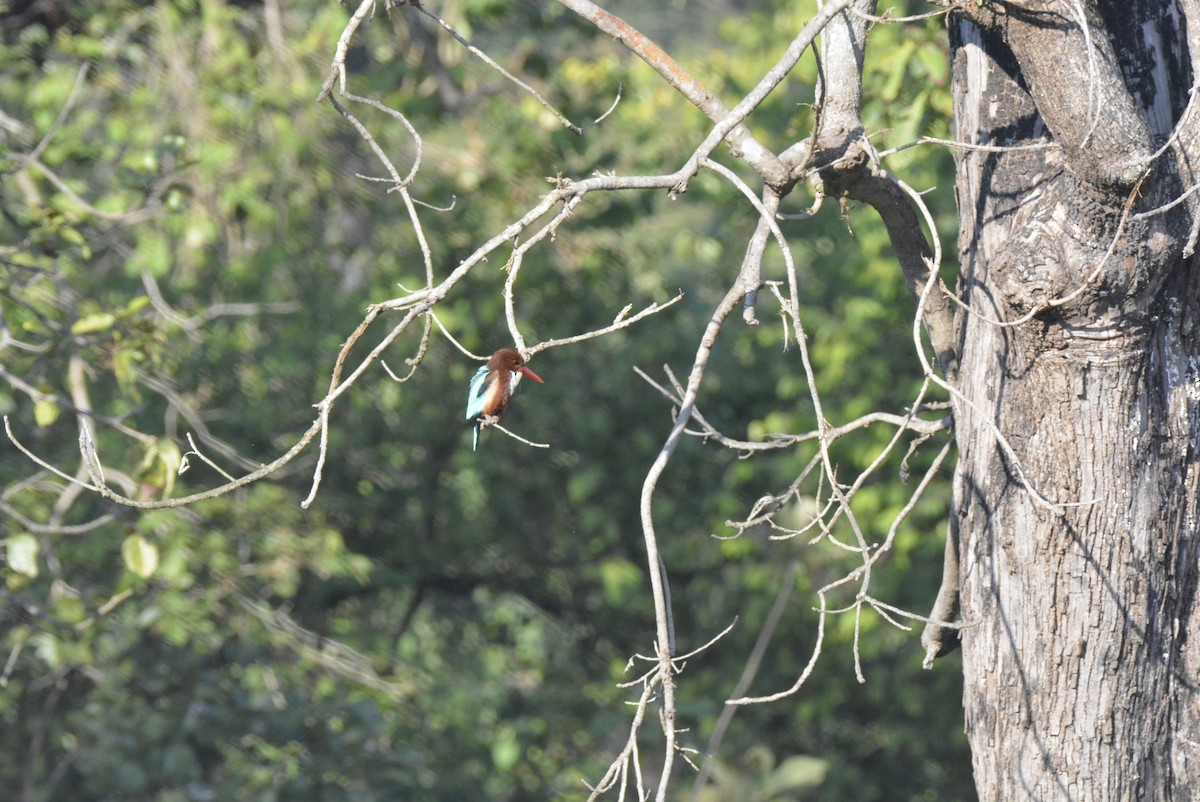 White-throated Kingfisher - ML619614705