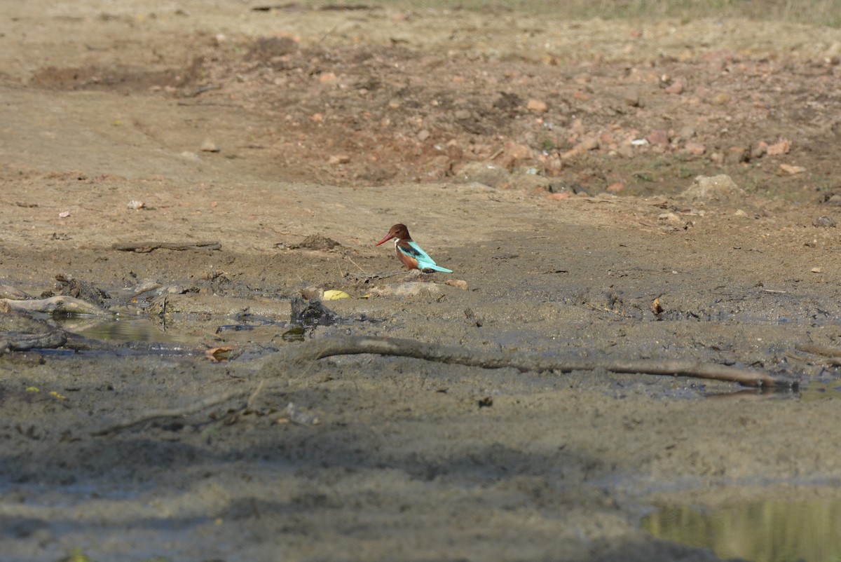 White-throated Kingfisher - Karthik Solanki