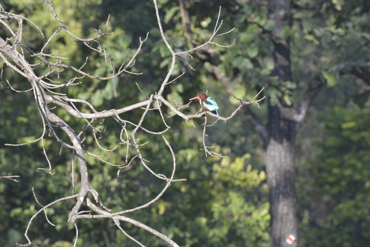 White-throated Kingfisher - Karthik Solanki